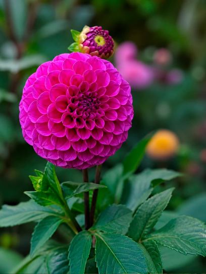 Dalia "Isabel"