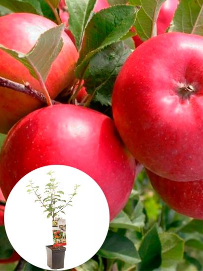 Pomme "Topaz" conteneur (P18)
