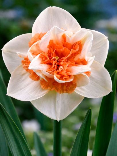 Narcissus "Pink Paradise"