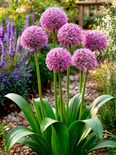 Allium "Lucky Balloons"