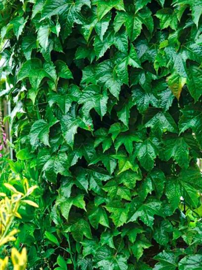 Vite Americana "Green Spring" contenitore (C2)