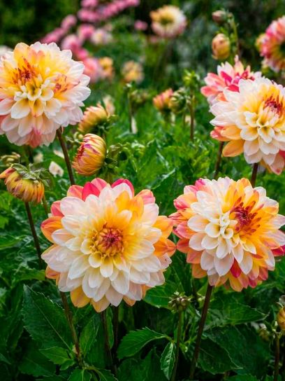 Dahlia "Double Jill"