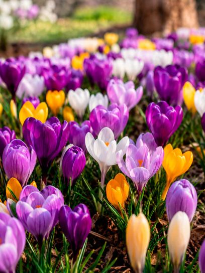 Crocus Small-flowered Mix