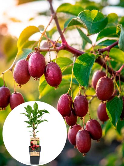 Actinidia arguta "Ken's Red" conteneur (P15)