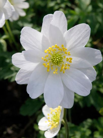 Anemone nemorosa