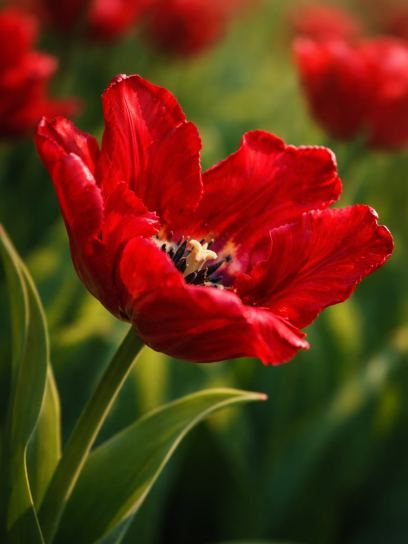 Tulip "Red Madonna"