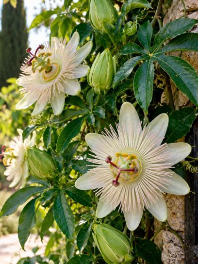 Passionflower ‘Constance Elliott’