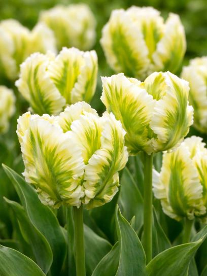 Tulipa "Super Parrot"