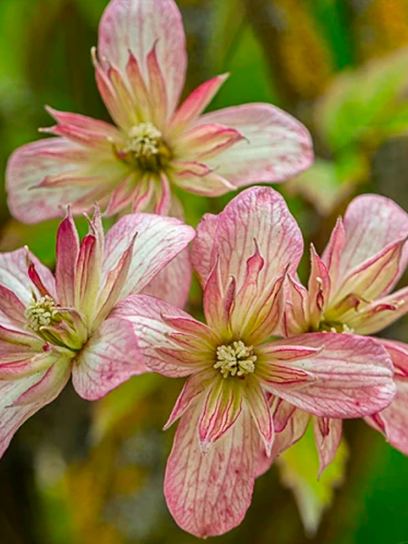 Clematis "Marjorie" container (C2)