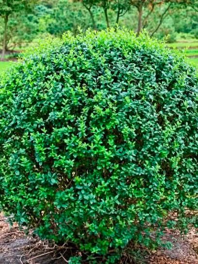 Privet "Atrovirens" container (C3)