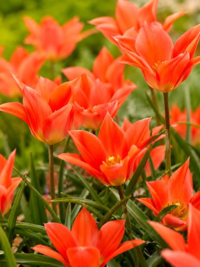 Tulipa batalinii "Salmon Gem"