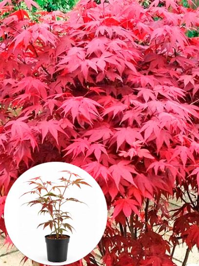 Japanese Maple 'Atropurpureum' container (P10)