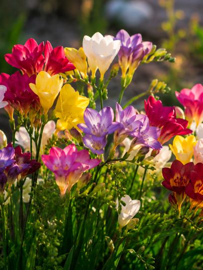 Single-flowered Freesia mix
