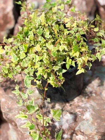 Hiedra "Little Diamond" contenedor (P0.5)