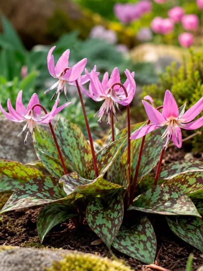 Erythronium dens-canis "Purple King"