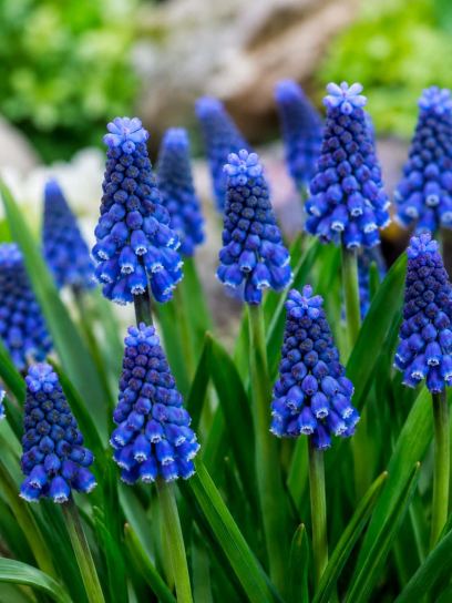 Muscari botryoides "Superstar"