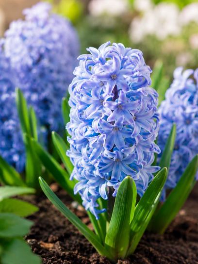 Hyacinthus "Delft Blue"