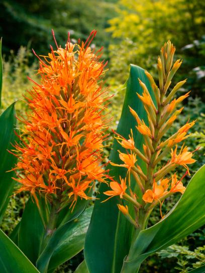 Hedychium "Tara"