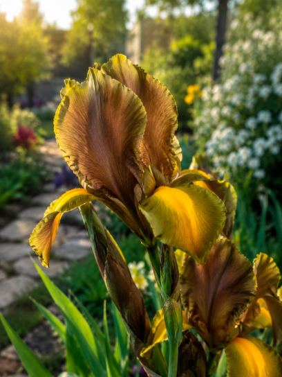 Iris hollandica "Autumn Princess"