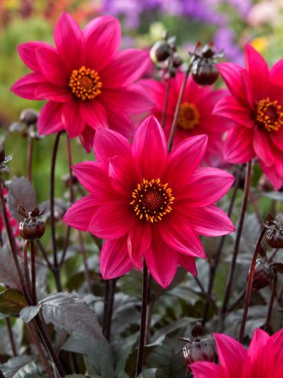 Dahlia "Waltzing Mathilda" ™ BIO
