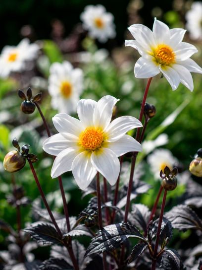 Dahlia "Little Swan" BIO