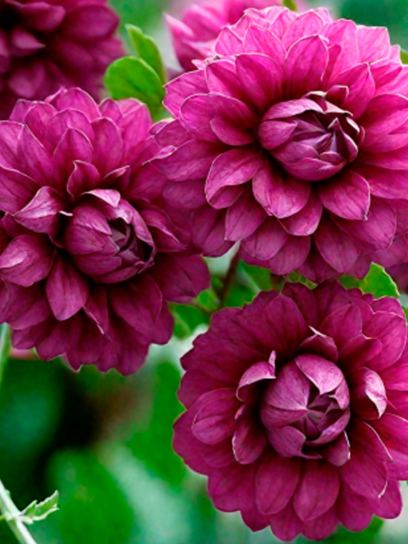 Clematis "Purpurea plena Elegans" container (C2)