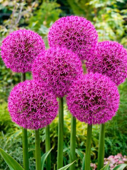 Allium "Universe"