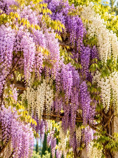 Chinese Wisteria Garden Collection – 3 Plants