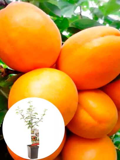 Apricot container (P18)