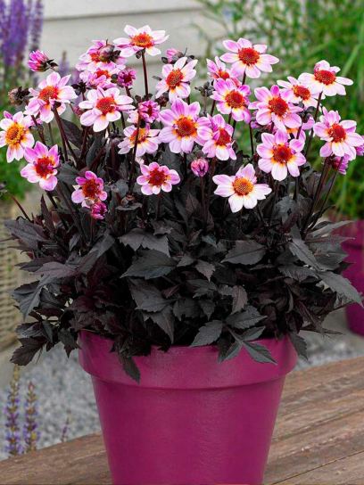 Dahlia "Dark Angel American Pie"
