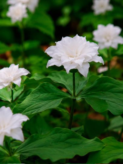 Trillium grandiflorum "Snow Bunting"