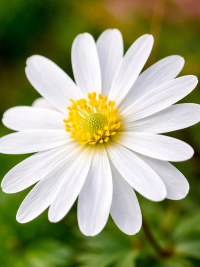 Anemone blanda "White Splendour"