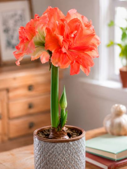 Hippeastrum "Coral Belle"