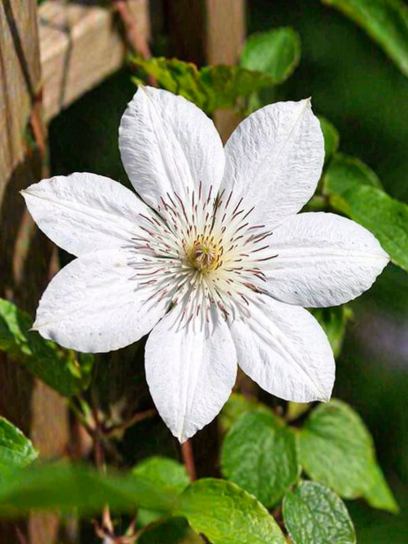 Clematis "Henryi" container (P14)