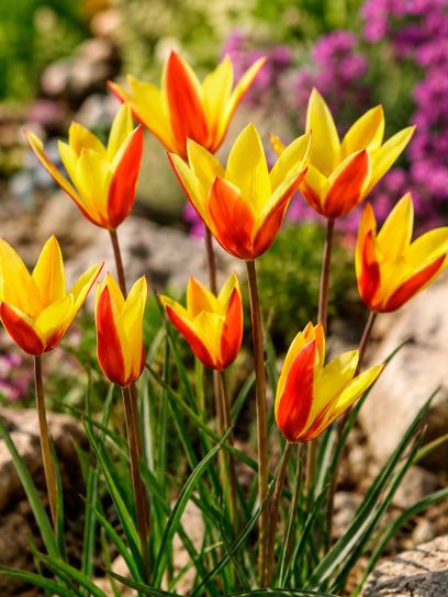 Tulipa clusiana var chrysantha "Tubergens Gem"