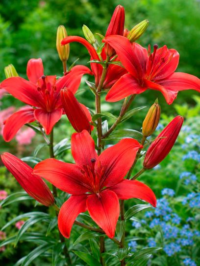 Lilium "Red County"