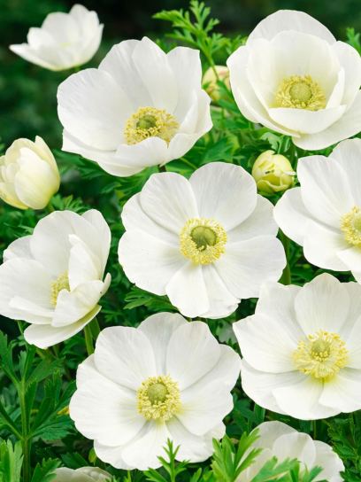Anemone coronaria "Bride"