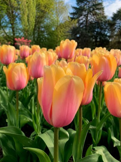 Tulipa "Blushing Impression"