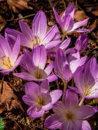 Colchicum bivonae "Vesta"