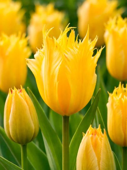 Tulipa "Sunny Leo"