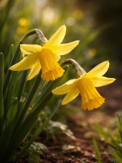Narcissus "February Gold"