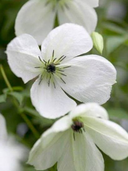 Clematis "Maria Cornelia" container (C2)