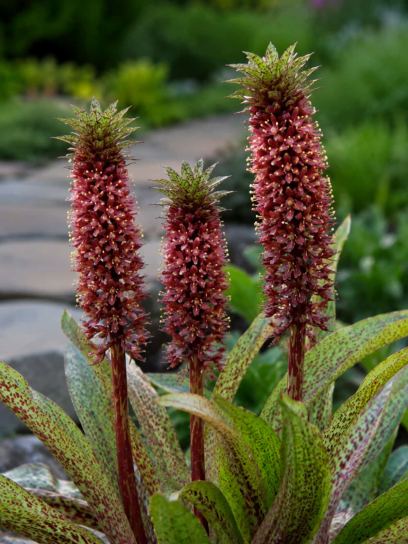 Eucomis vandermerwei "Octopus"