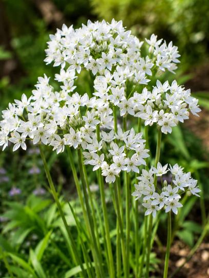 Triteleia hyacinthina