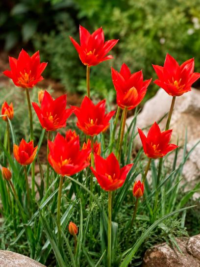 Tulipa sprengeri