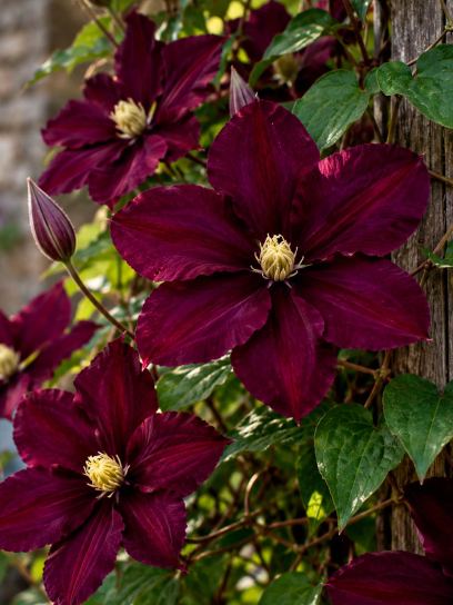Clematis ‘Warszawska Nike’ (Grootbloemig)