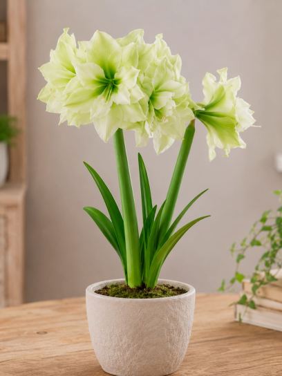 Hippeastrum "Marilyn"