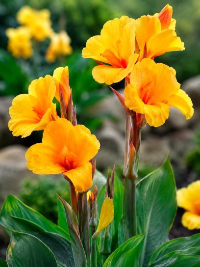 Canna "Apricot Dream"