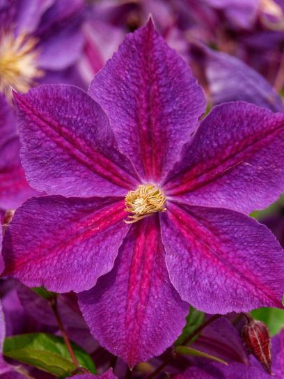 Clematis "Star of India" container (C2)