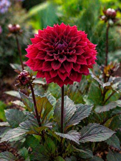 Dahlia "Dark Fubuki"